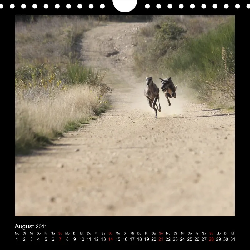 Galgos 2011 Deutschland