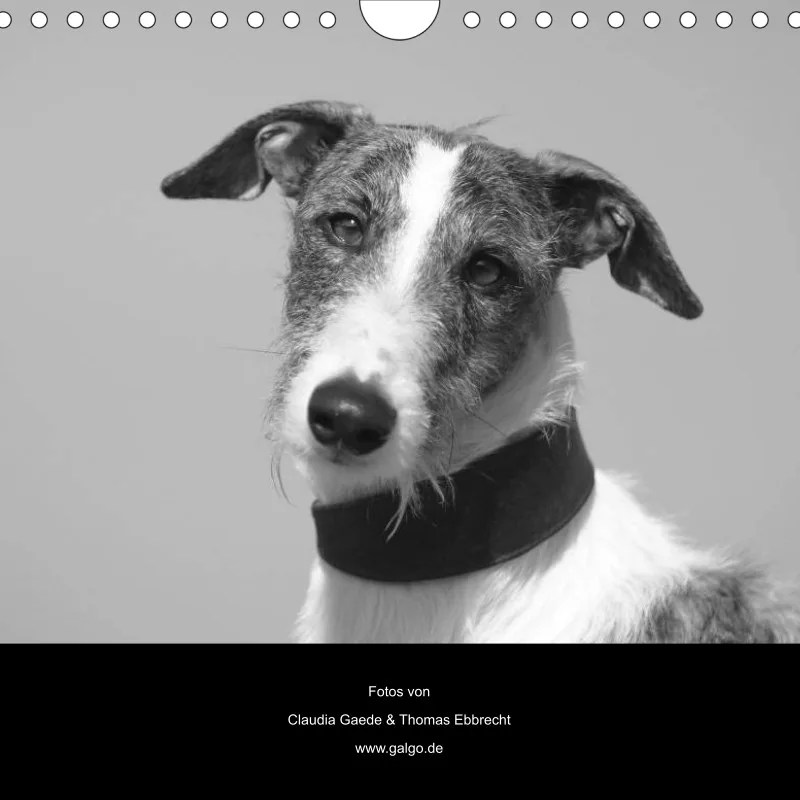 Galgos 2011 Deutschland