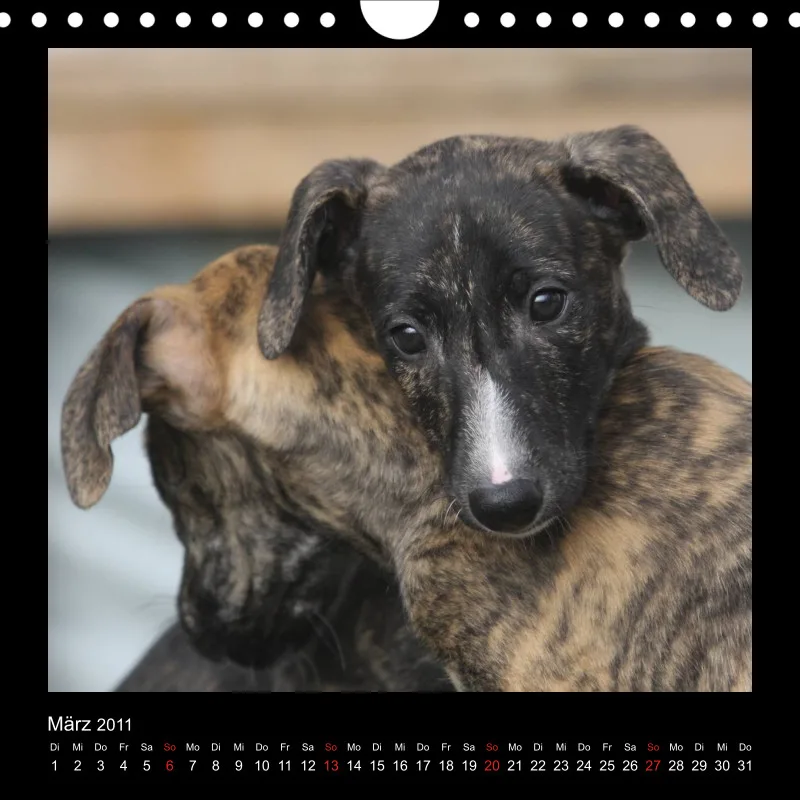 Galgos 2011 Deutschland