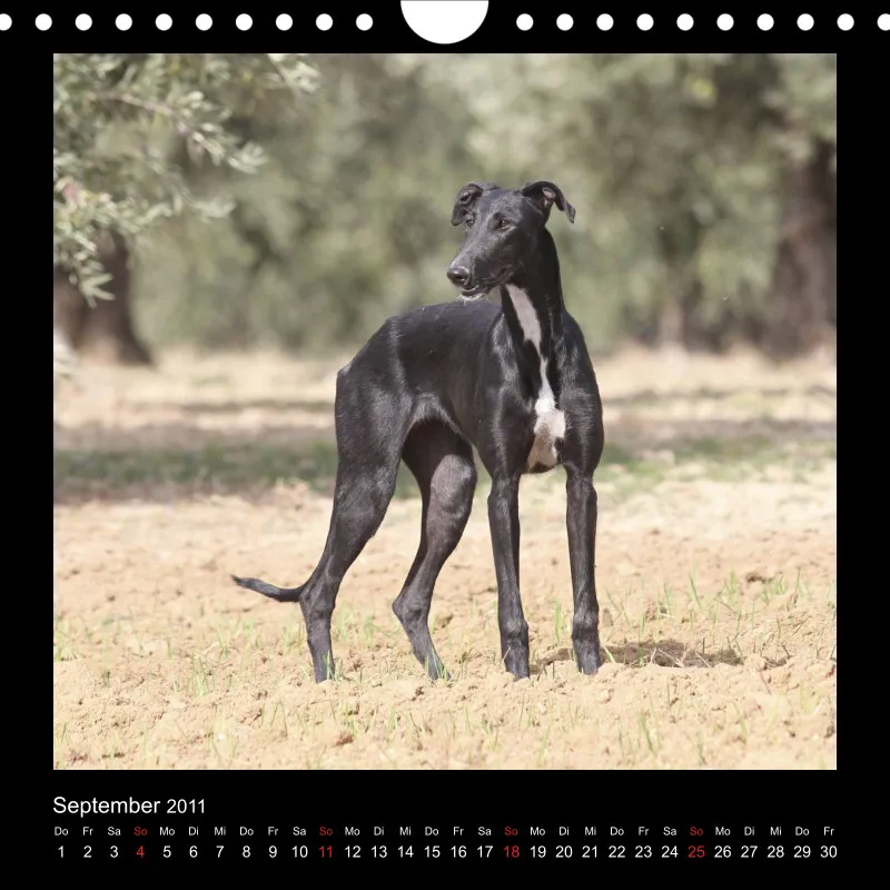 Galgos 2011 Deutschland