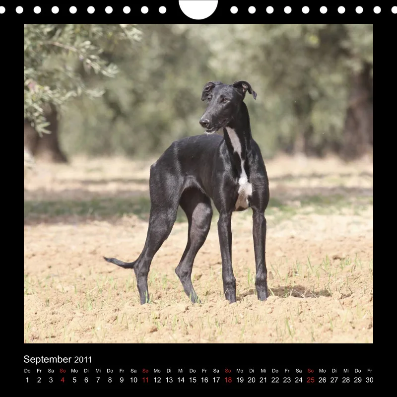 Galgos 2011 Deutschland