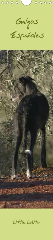 Dauerkalender Galgos