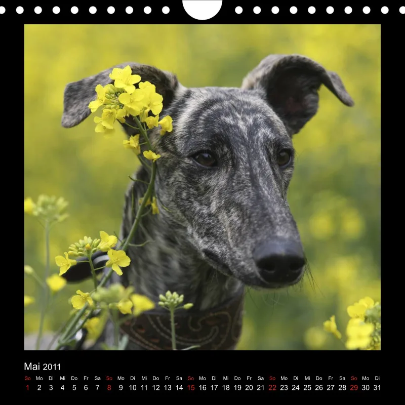 Galgos 2011 Deutschland