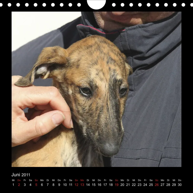 Galgos 2011 Deutschland