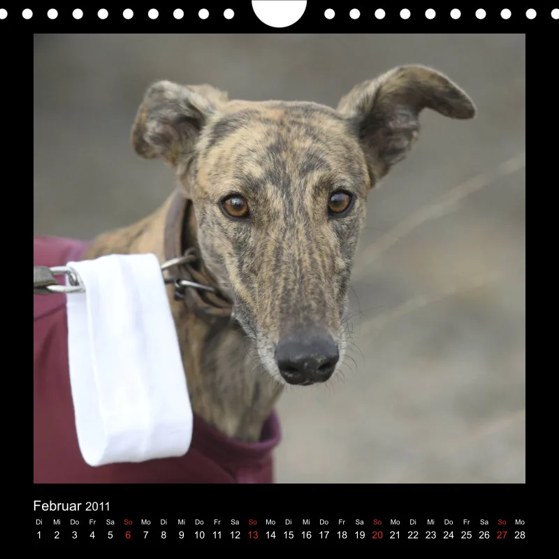 Galgos 2011 Deutschland