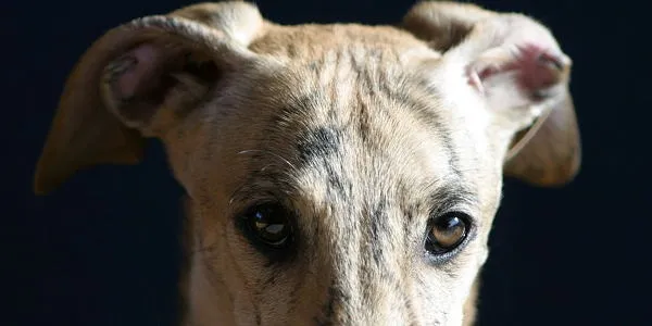 Galgos, Galgos, Galgos