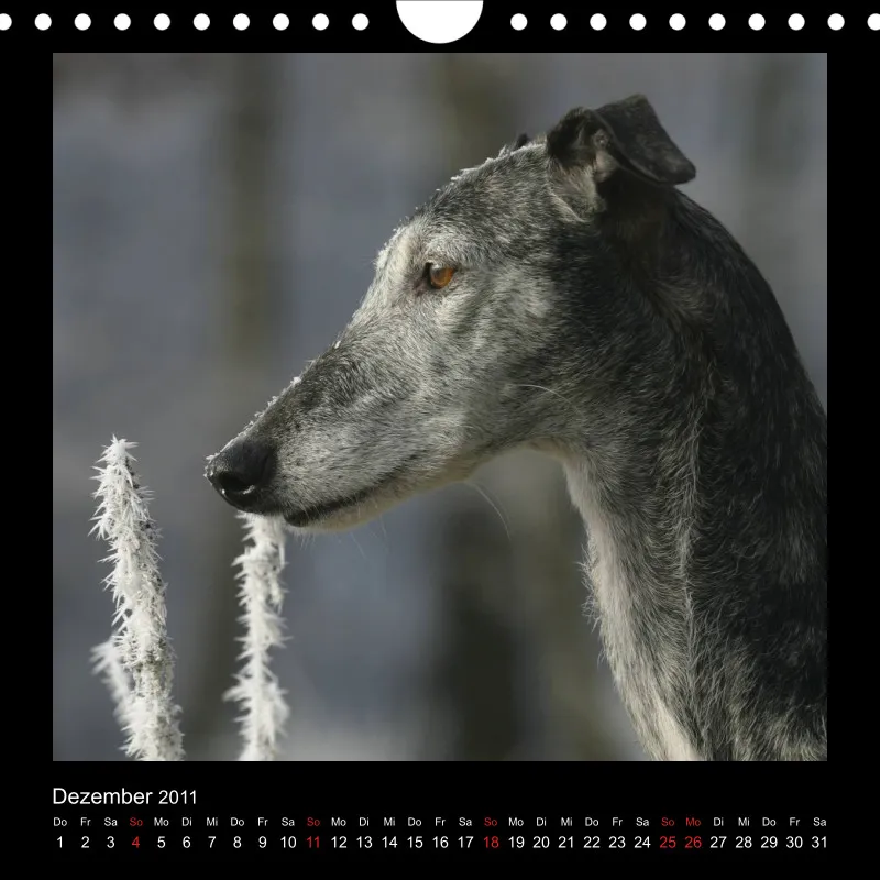 Galgos 2011 Deutschland