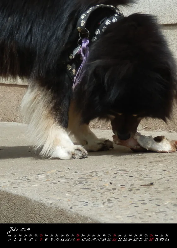 Eurasier + Chow in Not .org Bildkalender 2019