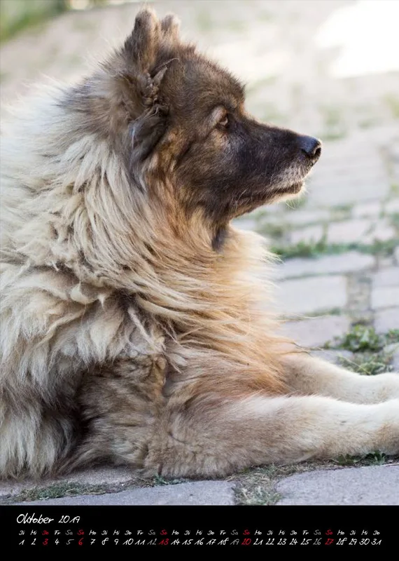 Eurasier + Chow in Not .org Bildkalender 2019