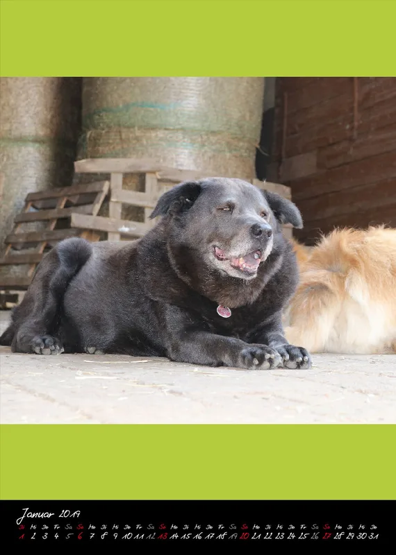 Eurasier + Chow in Not .org Bildkalender 2019