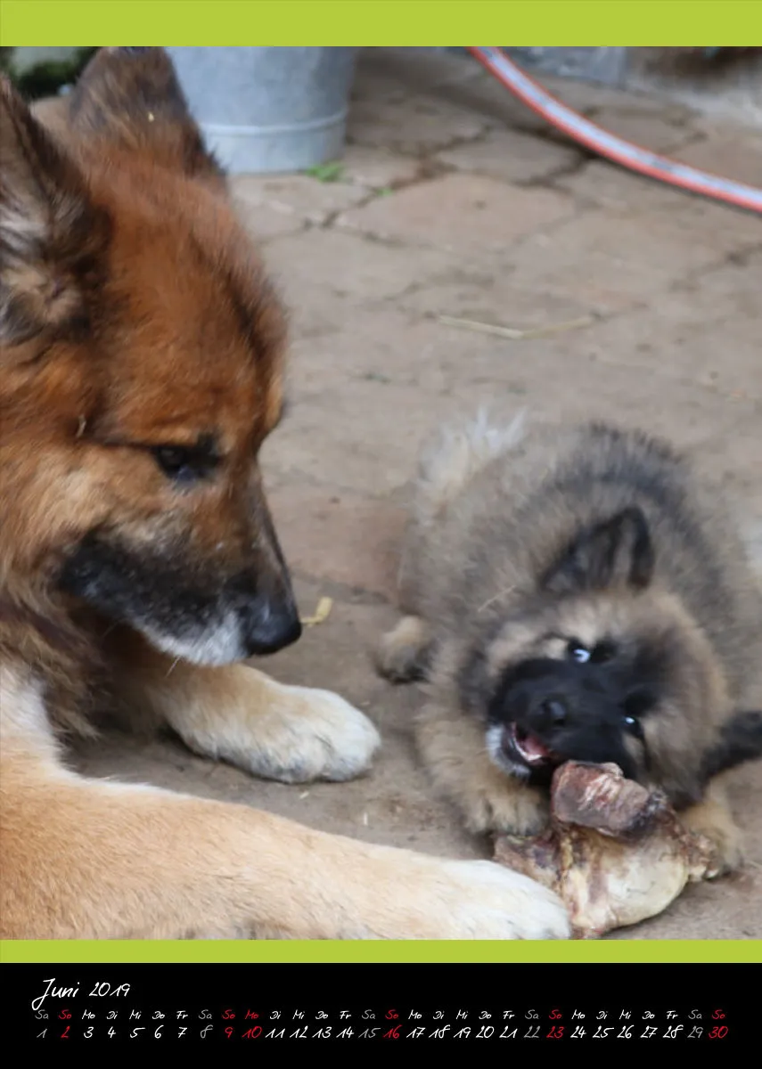 Eurasier + Chow in Not .org Bildkalender 2019