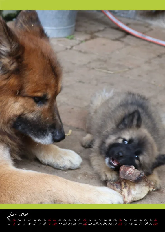 Eurasier + Chow in Not .org Bildkalender 2019