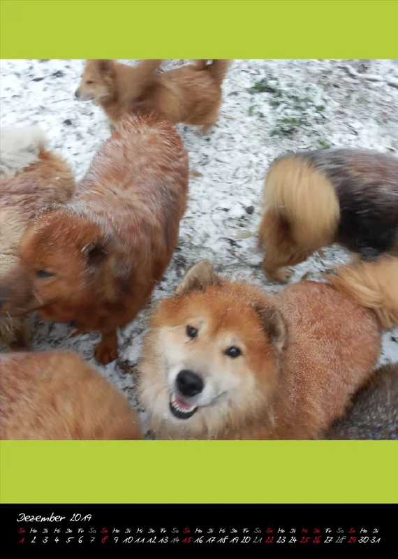 Eurasier + Chow in Not .org Bildkalender 2019