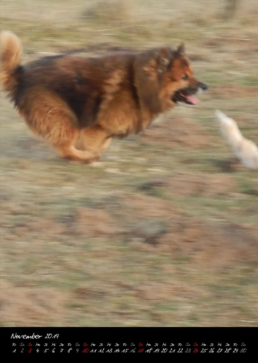 Eurasier + Chow in Not .org Bildkalender 2019