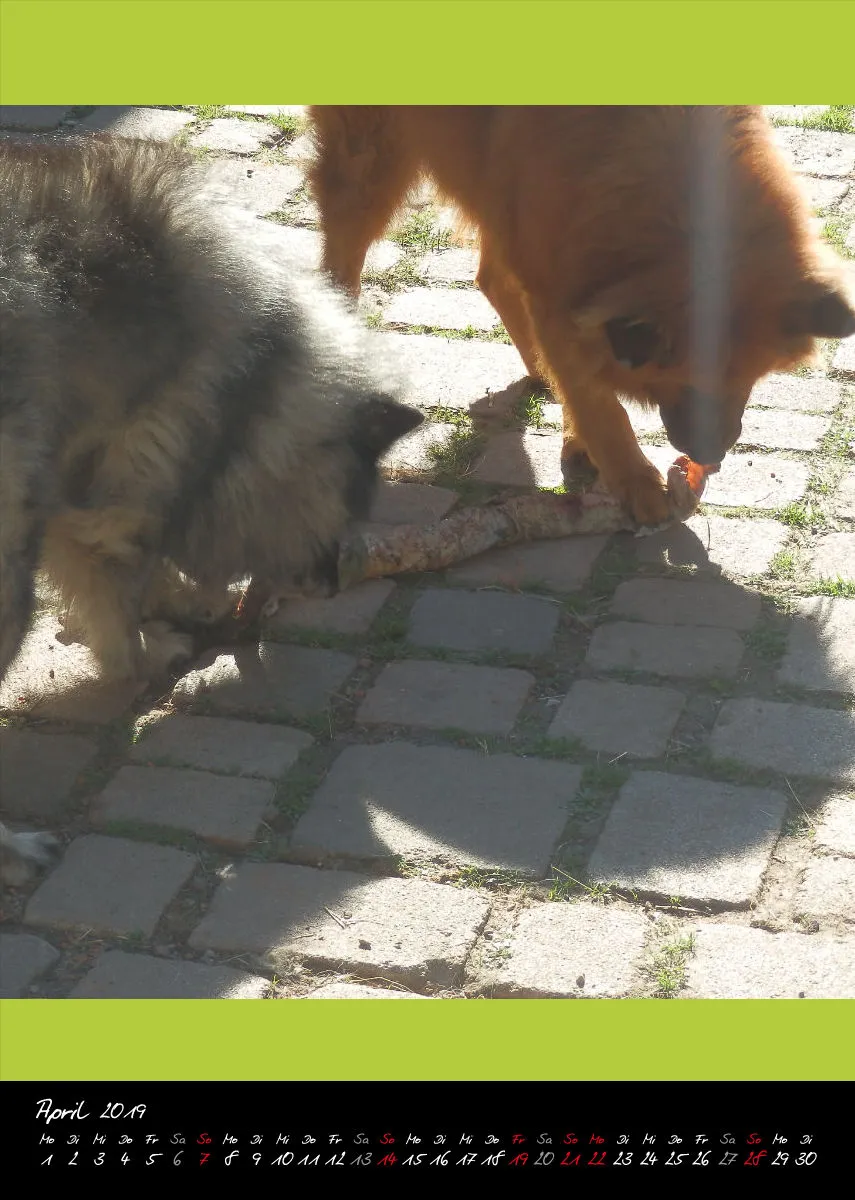 Eurasier + Chow in Not .org Bildkalender 2019