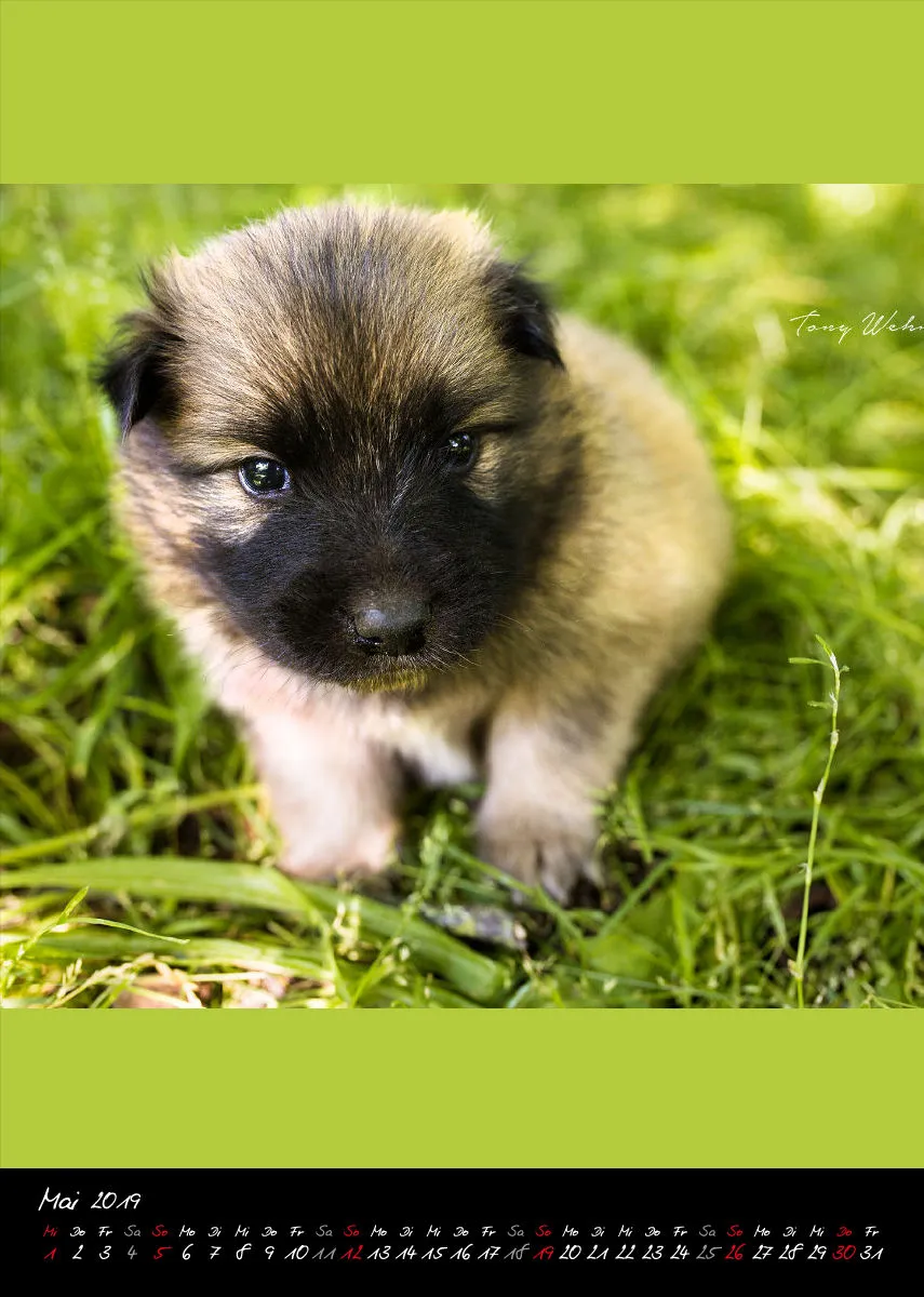 Eurasier + Chow in Not .org Bildkalender 2019