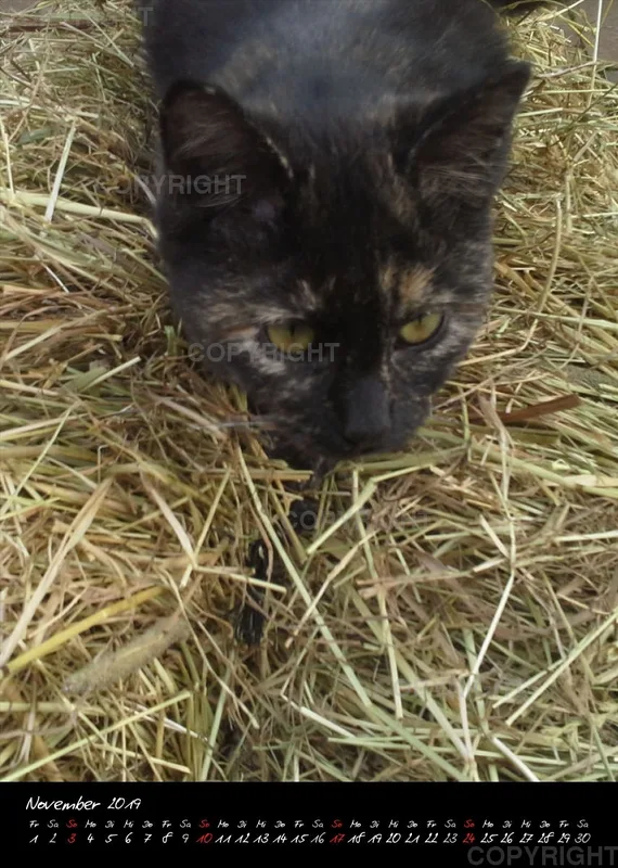 Bildkalender 2019 Lucky Farm