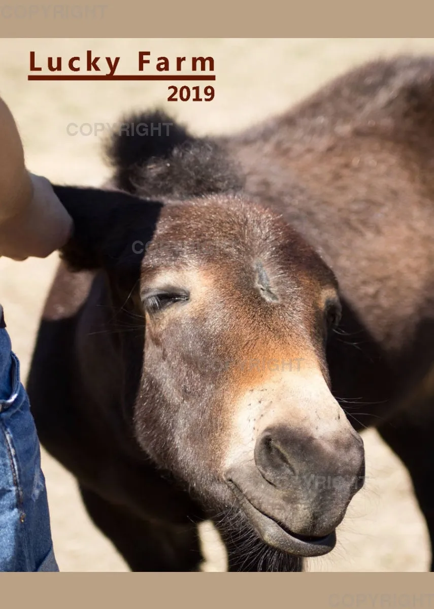 Bildkalender 2019 Lucky Farm