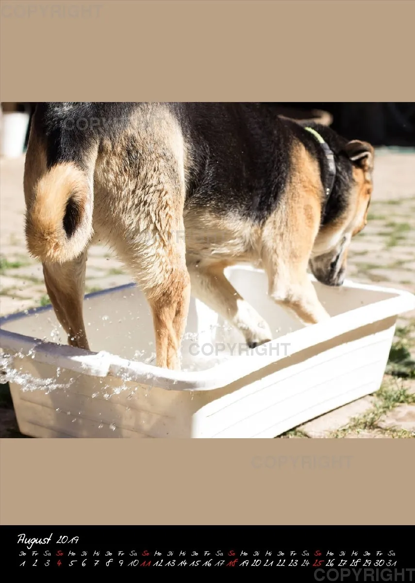Bildkalender 2019 Lucky Farm