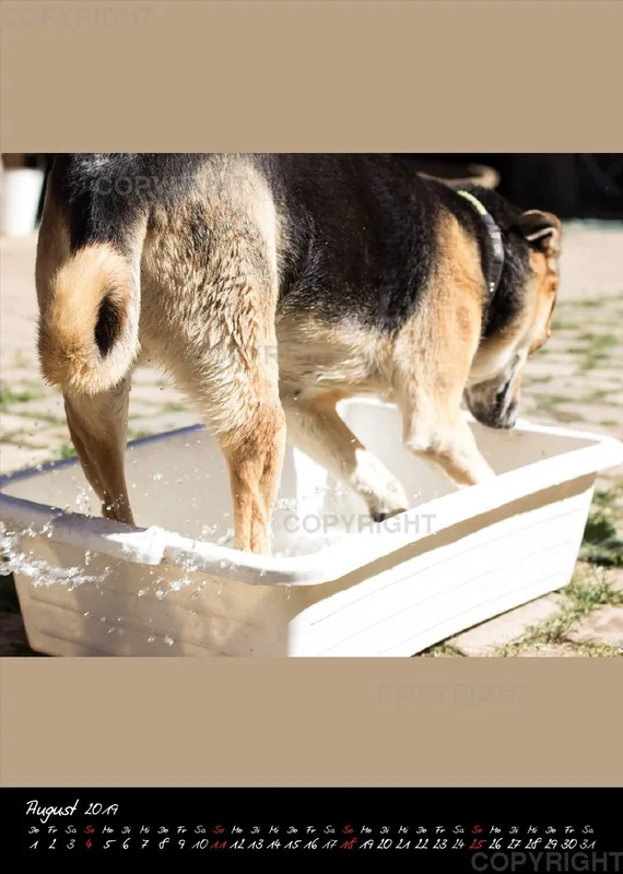 Bildkalender 2019 Lucky Farm