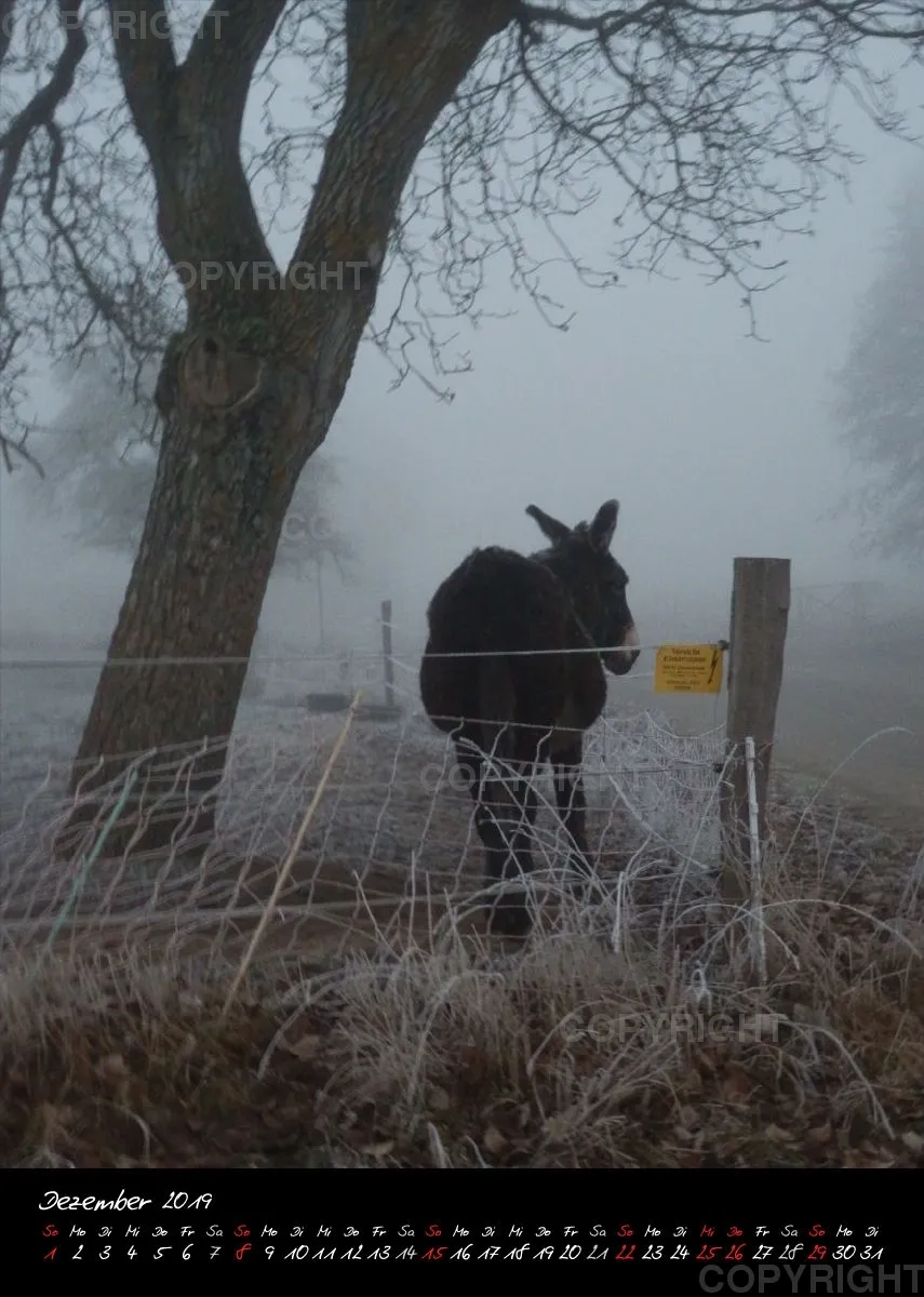 Bildkalender 2019 Lucky Farm