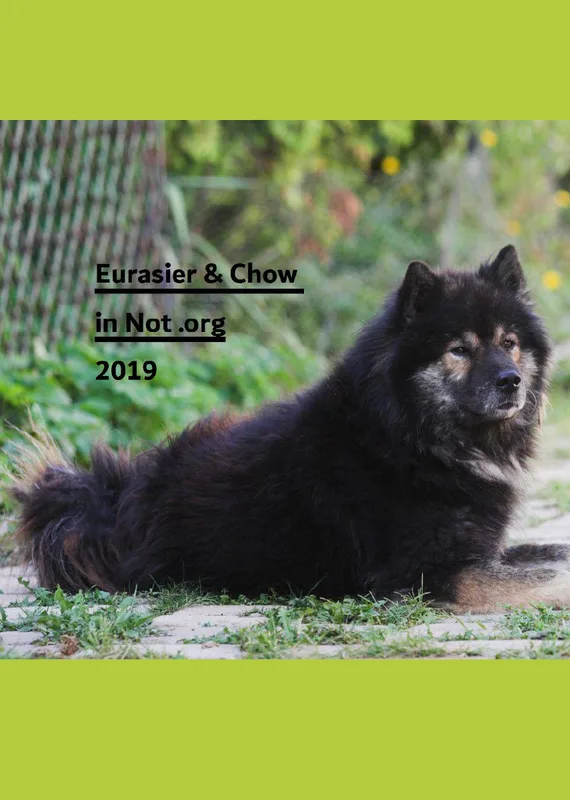 Eurasier + Chow in Not .org Bildkalender 2019