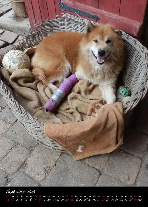 Eurasier + Chow in Not .org Bildkalender 2019