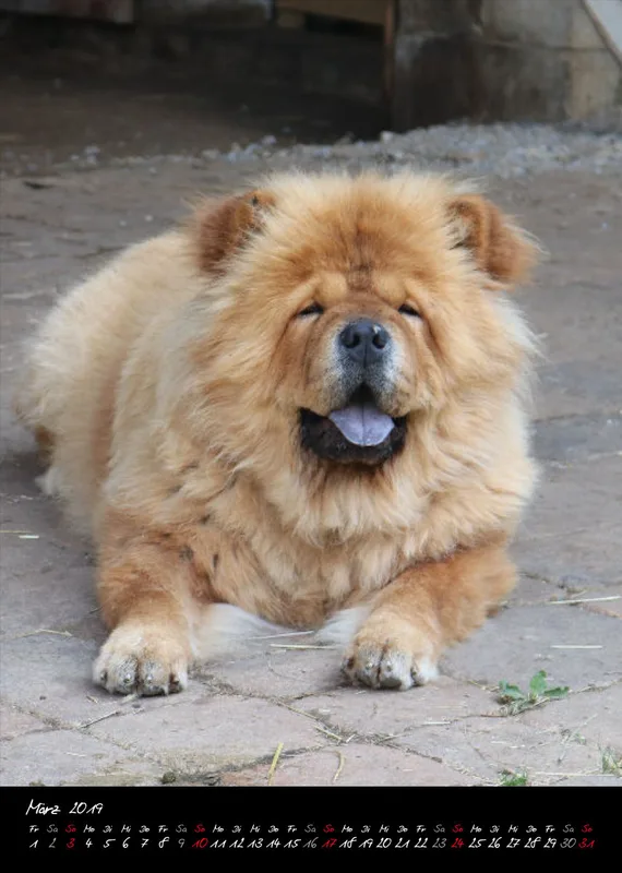 Eurasier + Chow in Not .org Bildkalender 2019