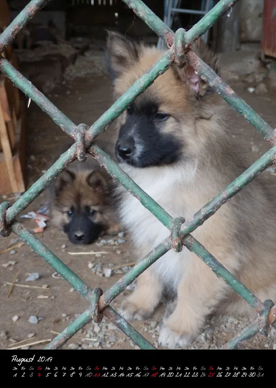 Eurasier + Chow in Not .org Bildkalender 2019