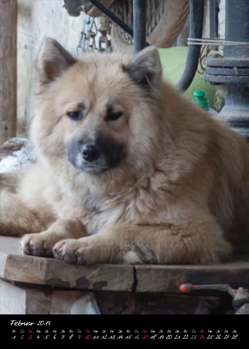Eurasier + Chow in Not .org Bildkalender 2019