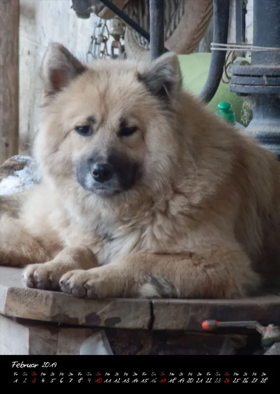 Eurasier + Chow in Not .org Bildkalender 2019