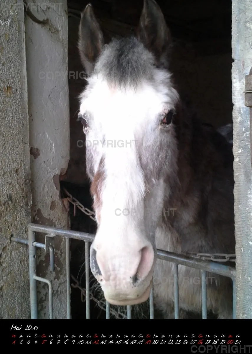 Bildkalender 2019 Lucky Farm