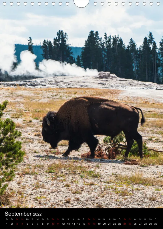 Tiere Nordamerikas