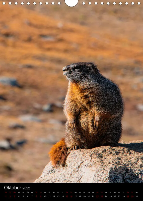 Tiere Nordamerikas
