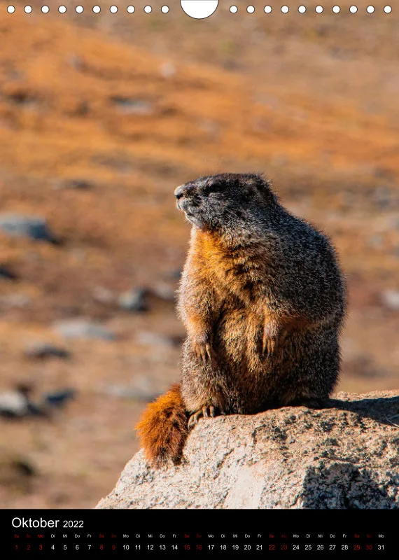 Tiere Nordamerikas