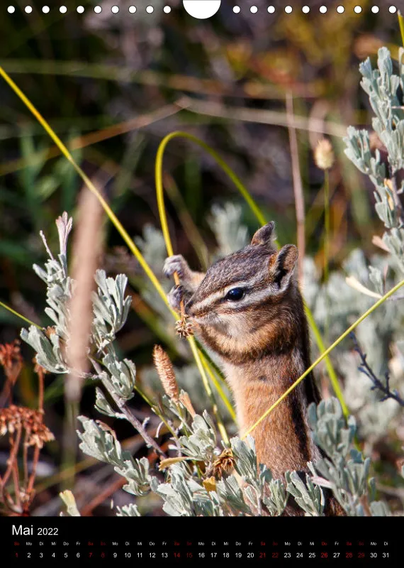 Tiere Nordamerikas