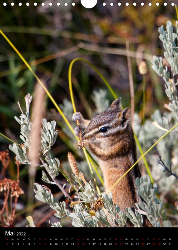 Tiere Nordamerikas