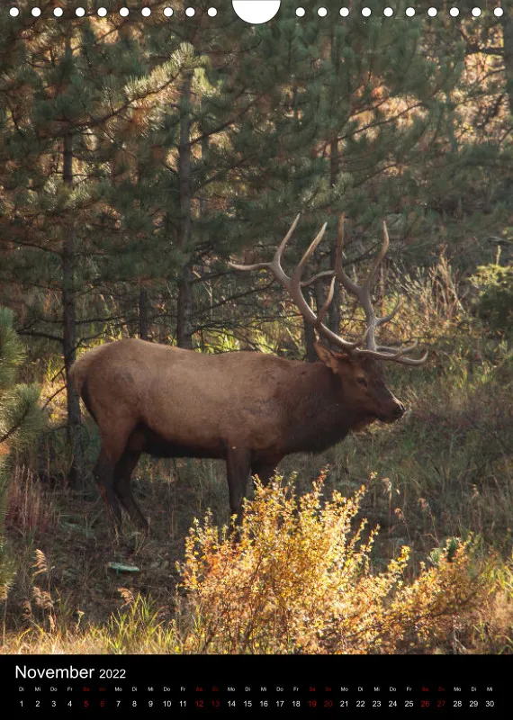 Tiere Nordamerikas