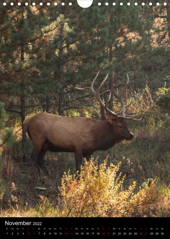 Tiere Nordamerikas