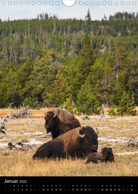 Tiere Nordamerikas