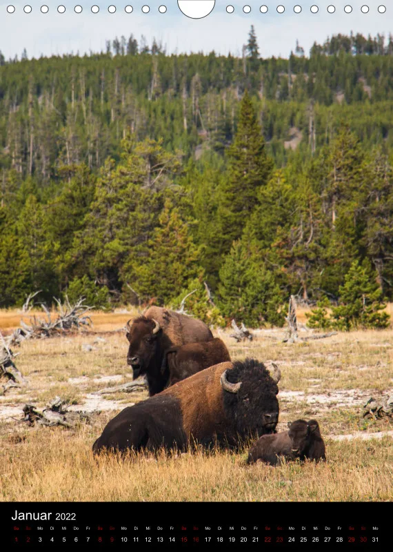 Tiere Nordamerikas