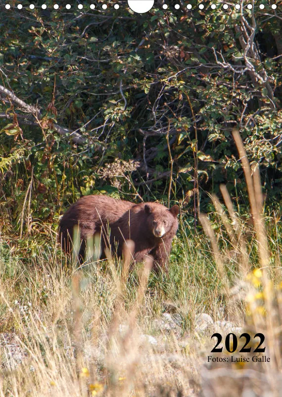 Tiere Nordamerikas