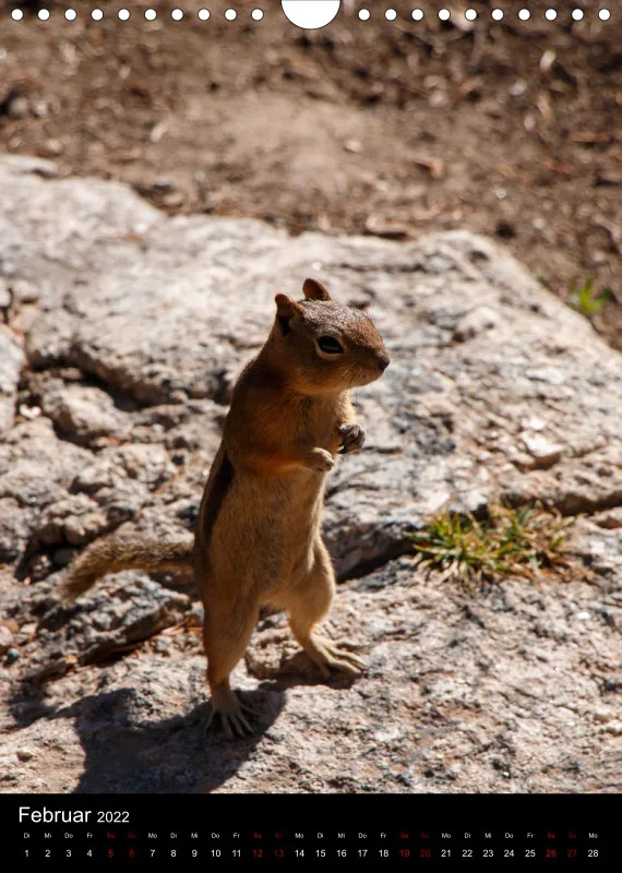 Tiere Nordamerikas