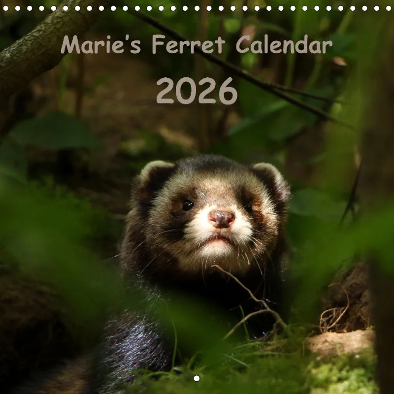 Marie's Ferrets 2026