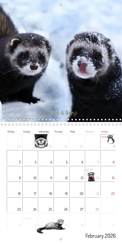 Marie's Ferrets 2026