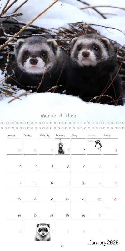 Marie's Ferrets 2026