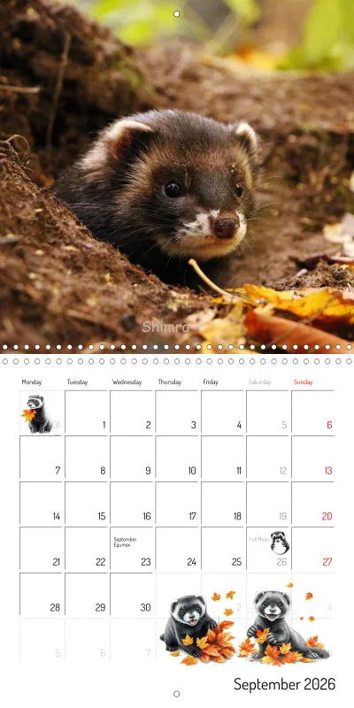 Marie's Ferrets 2026