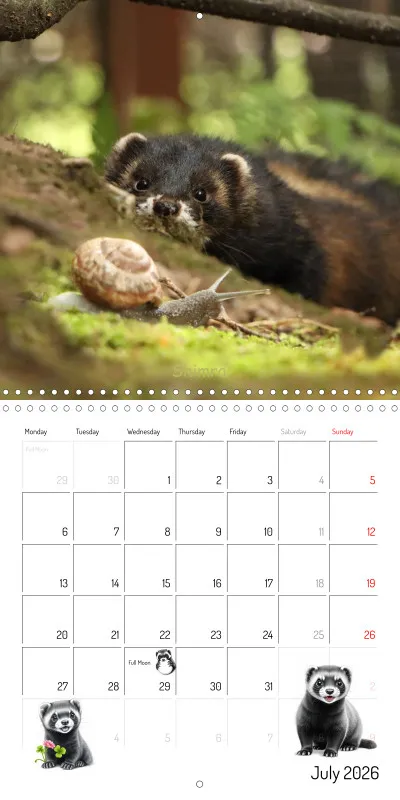 Marie's Ferrets 2026