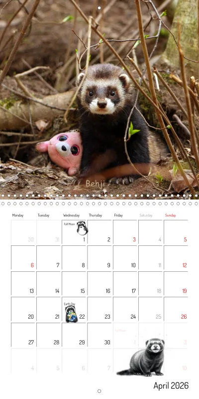 Marie's Ferrets 2026