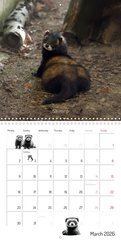 Marie's Ferrets 2026